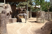 150424-USA-10-San-Diego_Zoo-DSC08429.JPG